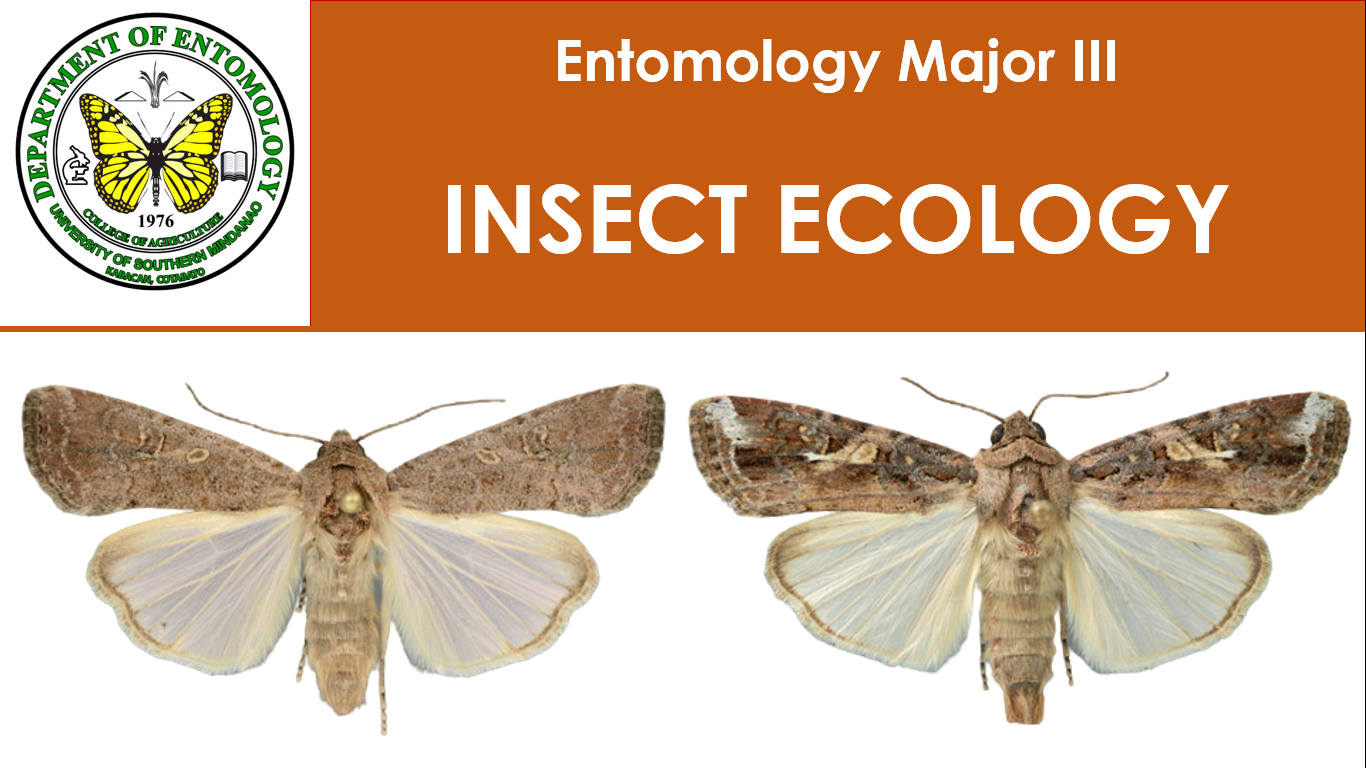 Images shows male and female Spodoptera frugiperda